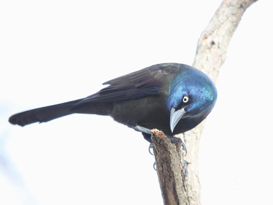 Common Grackle #12 Photograph by Jack R Brock