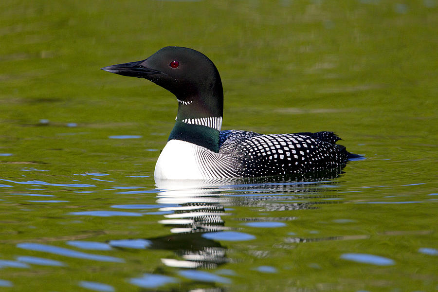 Nature Photograph - Common Loon  #12 by Doug Lloyd