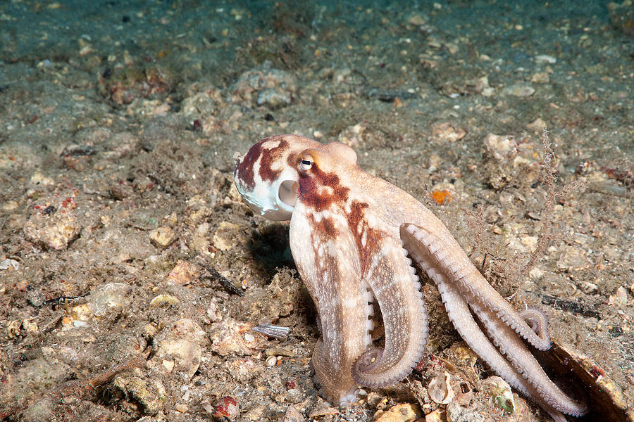 Common Octopus #12 Photograph by Andrew J. Martinez