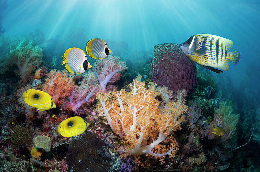 Coral Reef Scenery #12 Photograph by Georgette Douwma - Fine Art America
