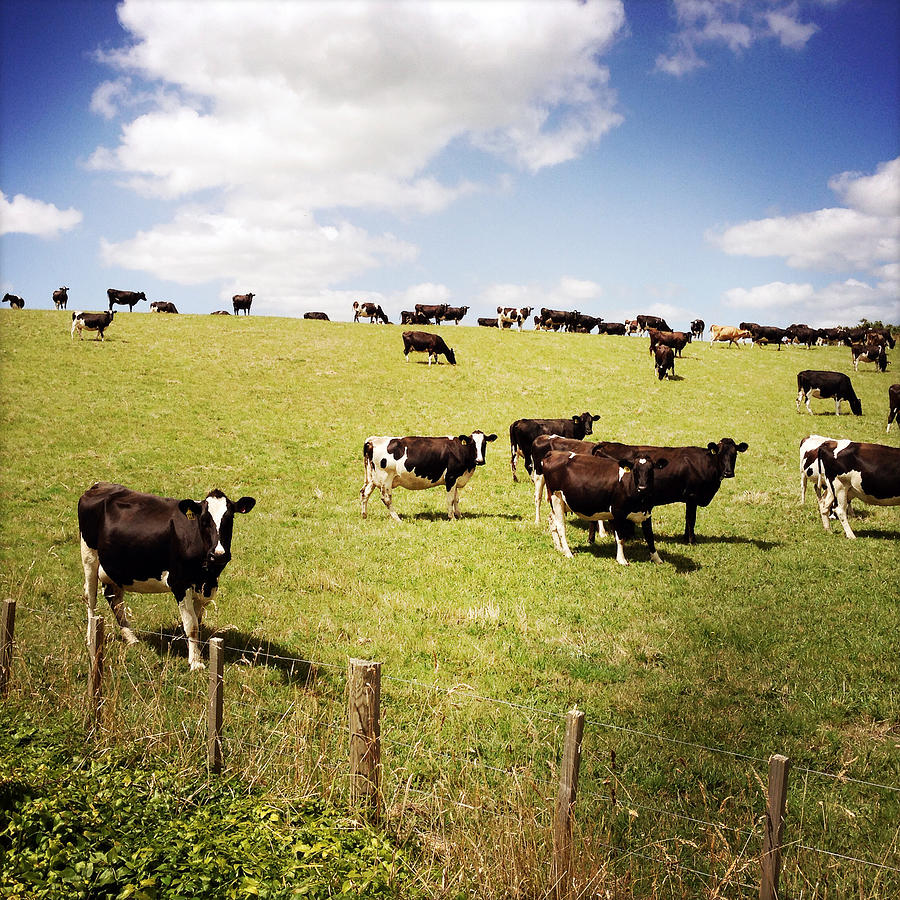 Animal Photograph - Cows #12 by Les Cunliffe