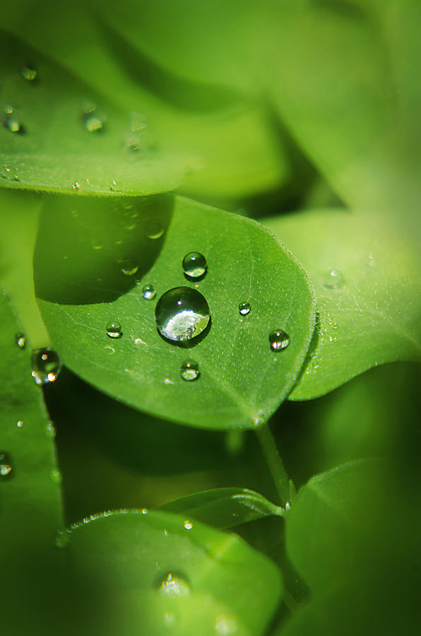 Dew on the leaves Photograph by Liliya Ivanenko - Fine Art America