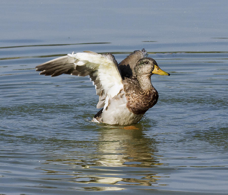 Ducks Photograph by David Lester - Fine Art America