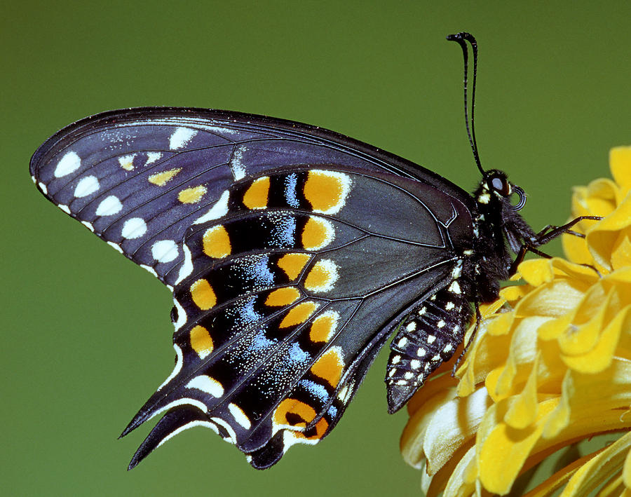 Butterfly Photograph - Eastern Black Swallowtail Butterfly #13 by Millard H Sharp