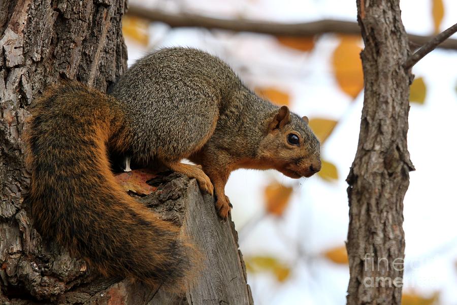 Nature Photograph - Eastern Fox Squirrel #12 by Jack R Brock