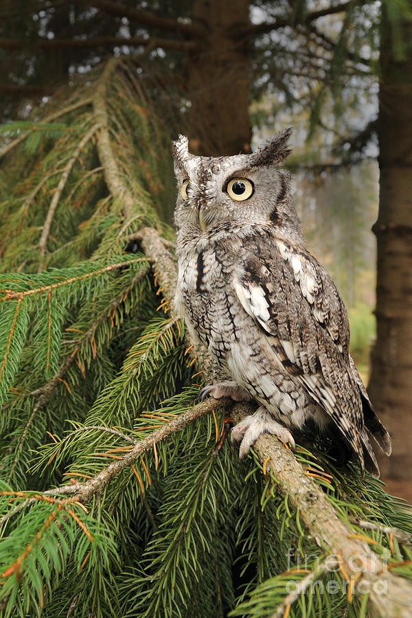 Owl Photograph - Eastern Screech Owl #19 by Scott Linstead