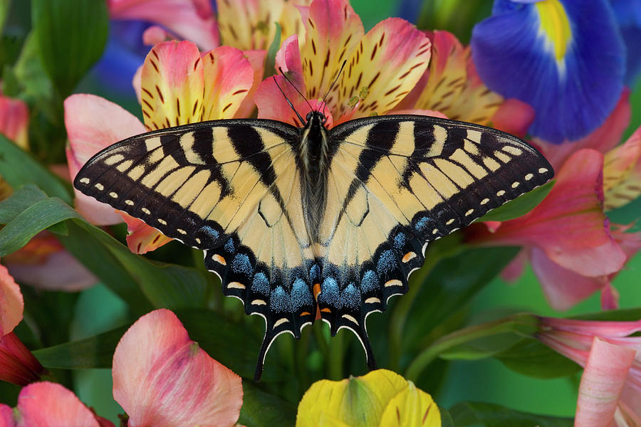 Eastern Tiger Swallowtail Butterfly #12 Photograph by Darrell Gulin ...