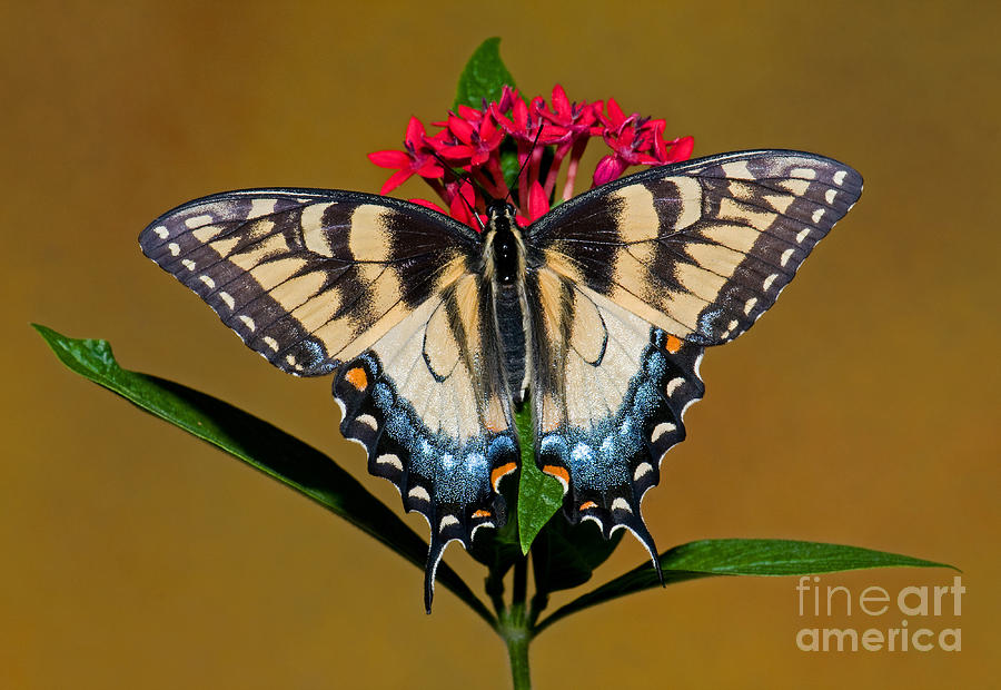 Eastern Tiger Swallowtail Butterfly #12 Photograph by Millard H. Sharp