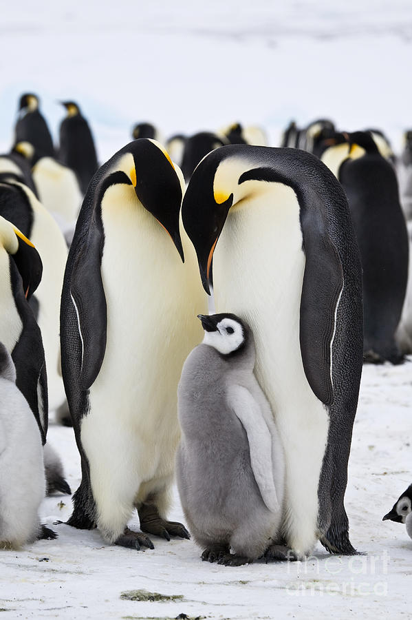 Emperor Penguins, Antarctica #12 Photograph by Greg Dimijian