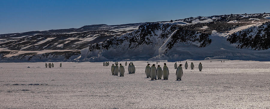 Penguin Photograph - Emperor Penguins #12 by Ben Adkison