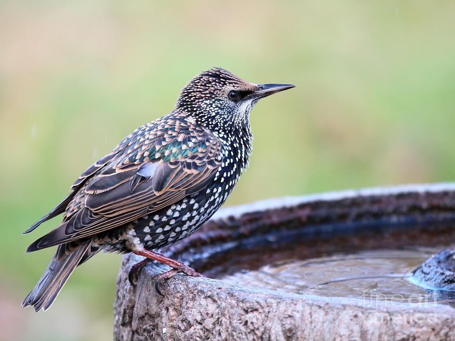 European Starling #12 Photograph by Jack R Brock