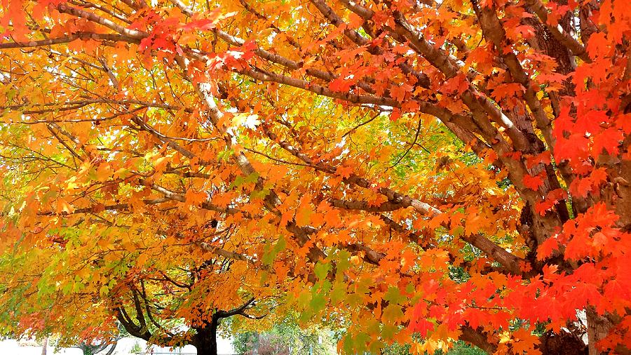 Fall Explosion of Color #12 Photograph by Kenny Glover
