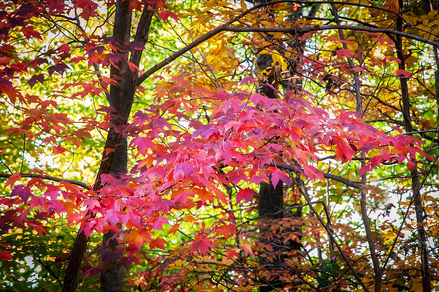Fall Foliage Great Smoky Mountains Painted #11 Photograph by Rich Franco