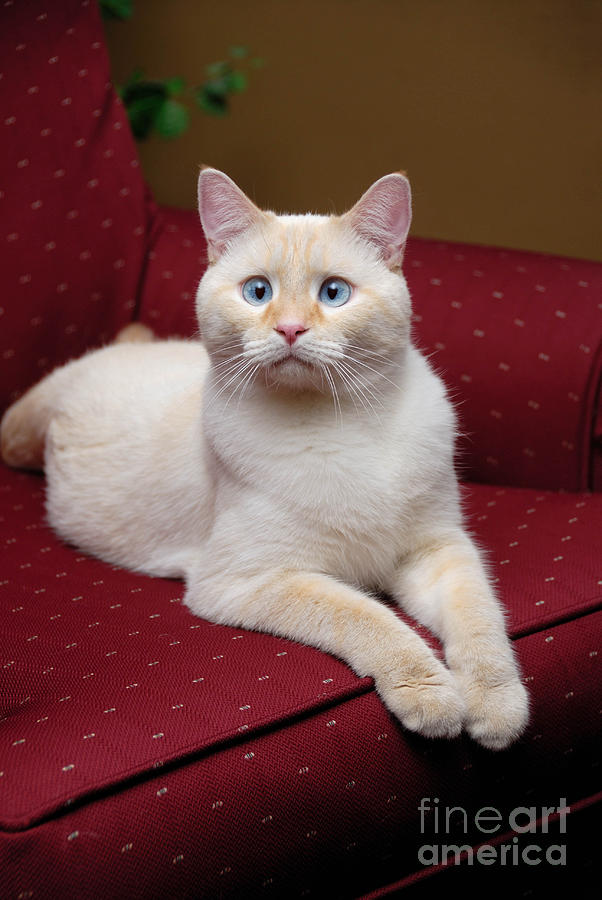 Cat Photograph - Flame Point Siamese Cat #12 by Amy Cicconi