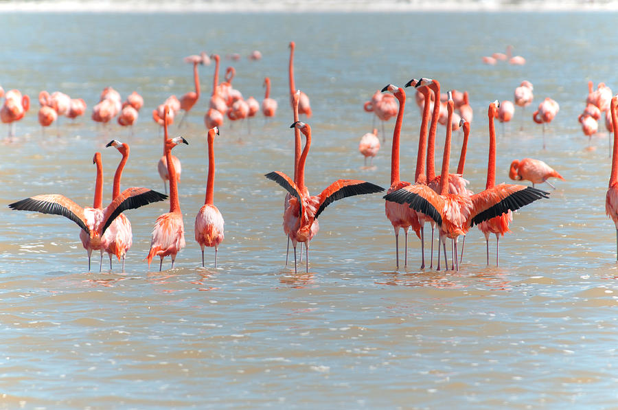 Flamingos #12 Digital Art by Carol Ailles