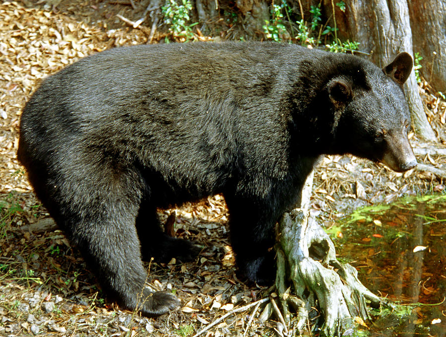 Florida Black Bear #12 Photograph by Millard H. Sharp