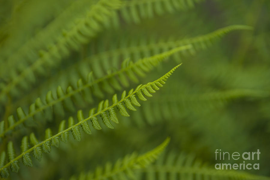 Forest setting with close-ups of ferns #12 Photograph by Jim Corwin