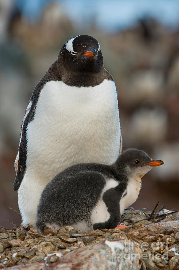 Gentoo Penguin With Young #12 Photograph by John Shaw