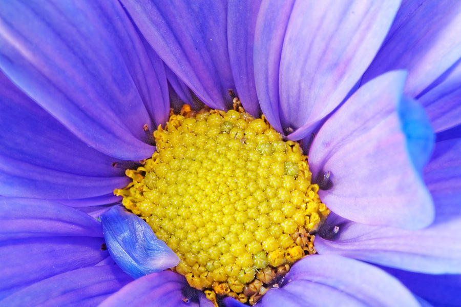 Gerber Flower #12 Photograph by Peter Lakomy