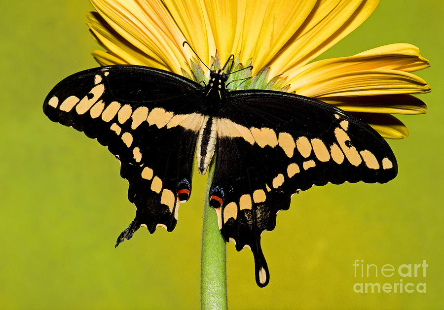 Giant Swallowtail Butterfly #12 Photograph by Millard H. Sharp