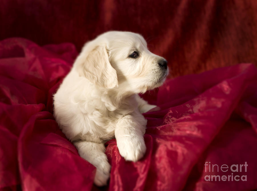 Golden retriever puppy #12 Photograph by Ang El