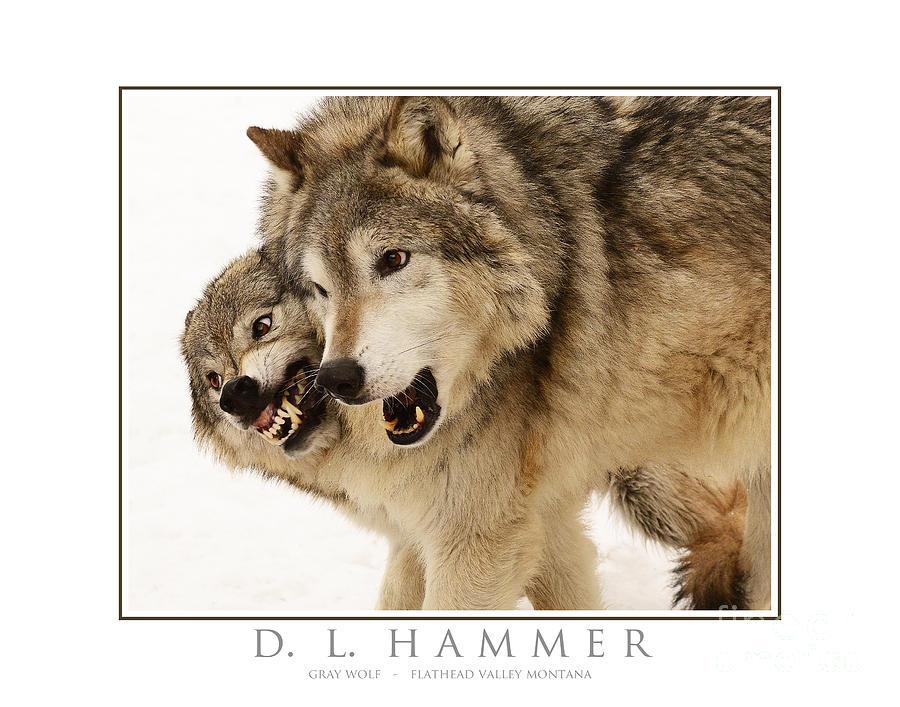 Gray Wolves #1 Photograph by Dennis Hammer