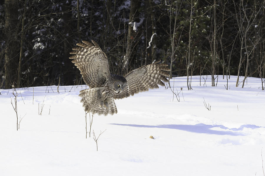 Great Grey Owl #12 Photograph by Josef Pittner