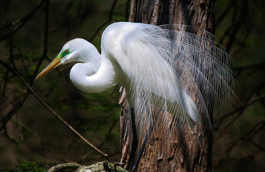 Egret Photograph - Great White Egret #12 by Paulette Thomas