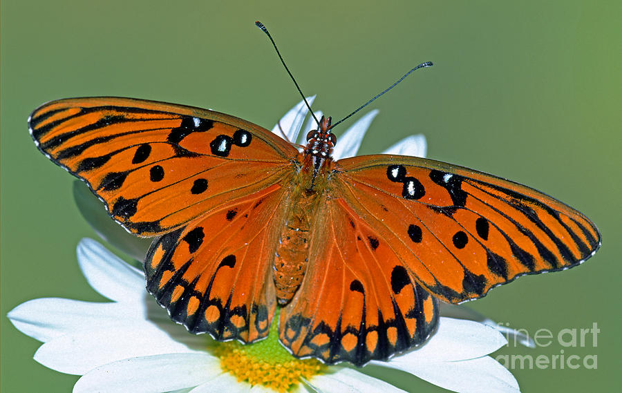 Butterfly Photograph - Gulf Fritillary Butterfly #12 by Millard H. Sharp