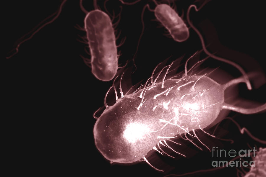 Pathogenic Photograph - Helicobacter Pylori #12 by Science Picture Co