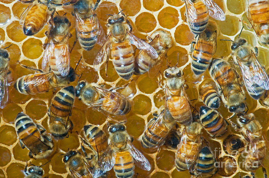 Honey Bees In Hive #12 Photograph by Millard H. Sharp