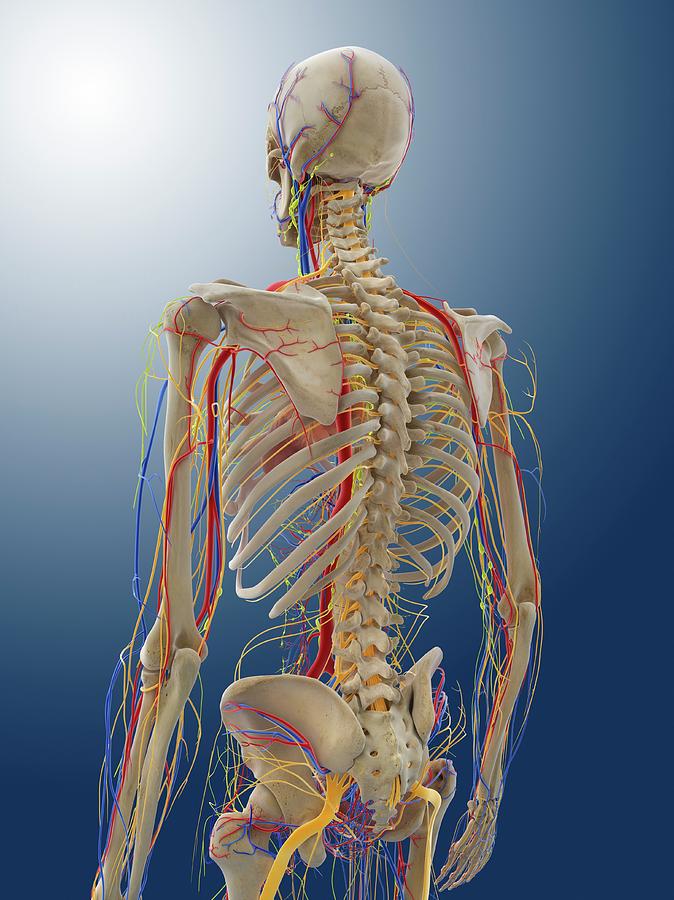 Skeleton Photograph - Human Anatomy #12 by Springer Medizin/science Photo Library