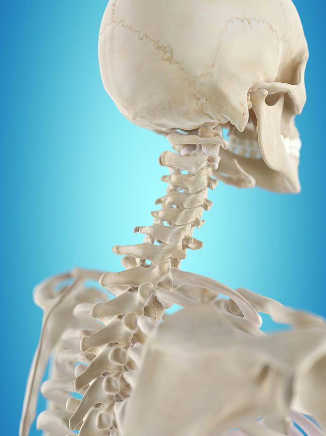 Skeleton Photograph - Human Cervical Spine #12 by Sciepro