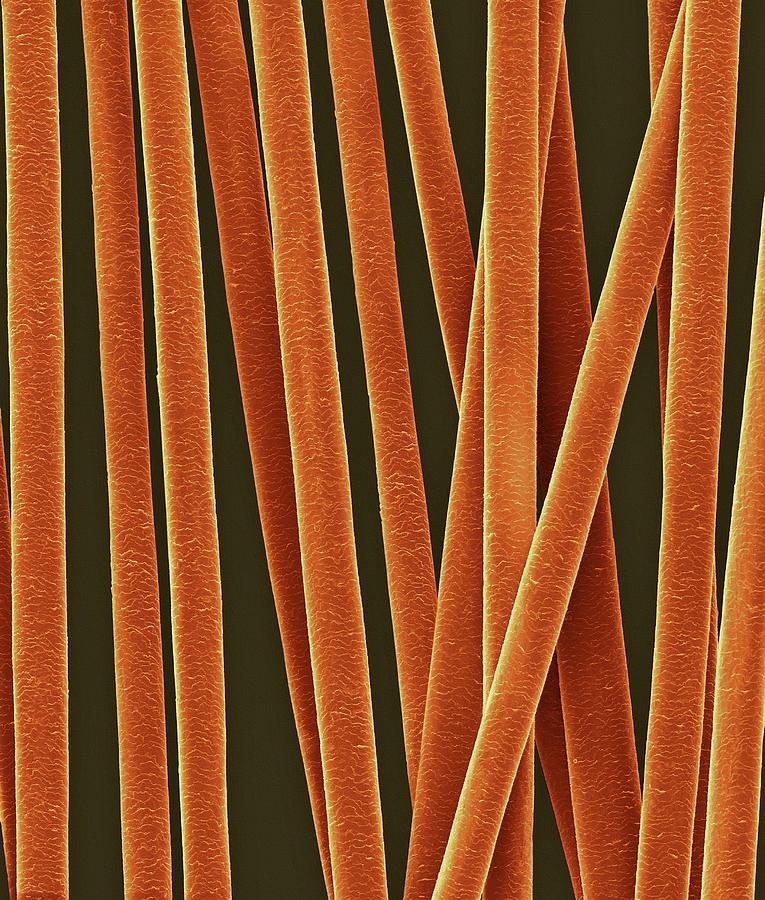 Human Hair Shafts #12 Photograph by Dennis Kunkel Microscopy/science Photo Library