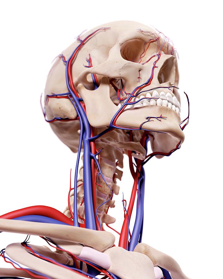 Human Head Anatomy Photograph by Sebastian Kaulitzki/science Photo ...