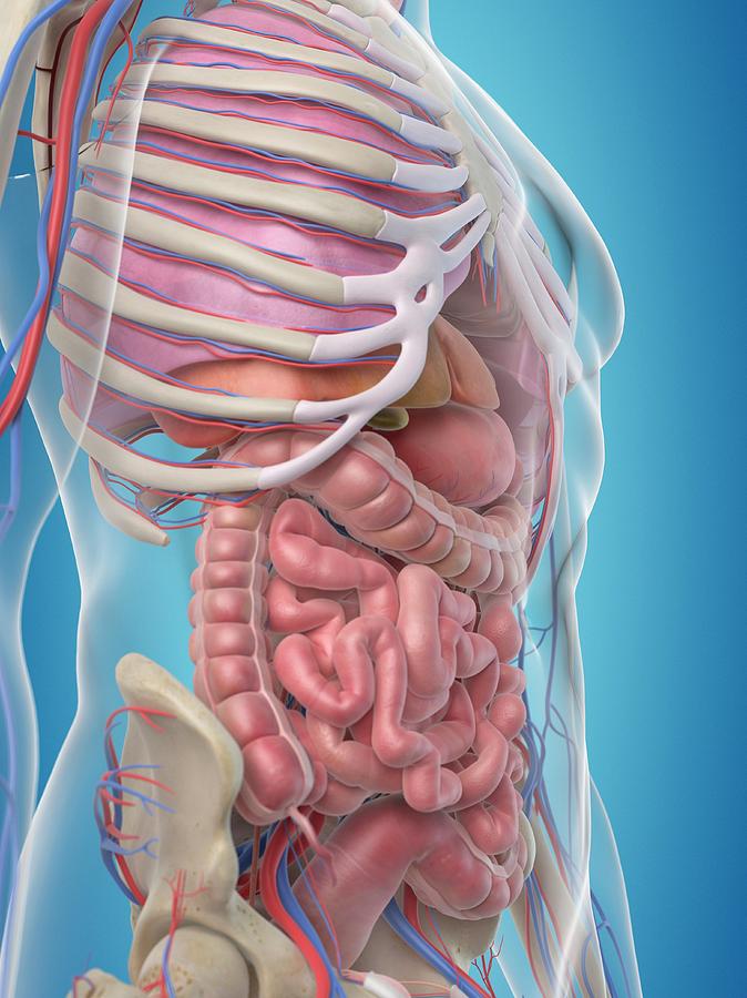 Human Internal Organs Photograph by Sciepro