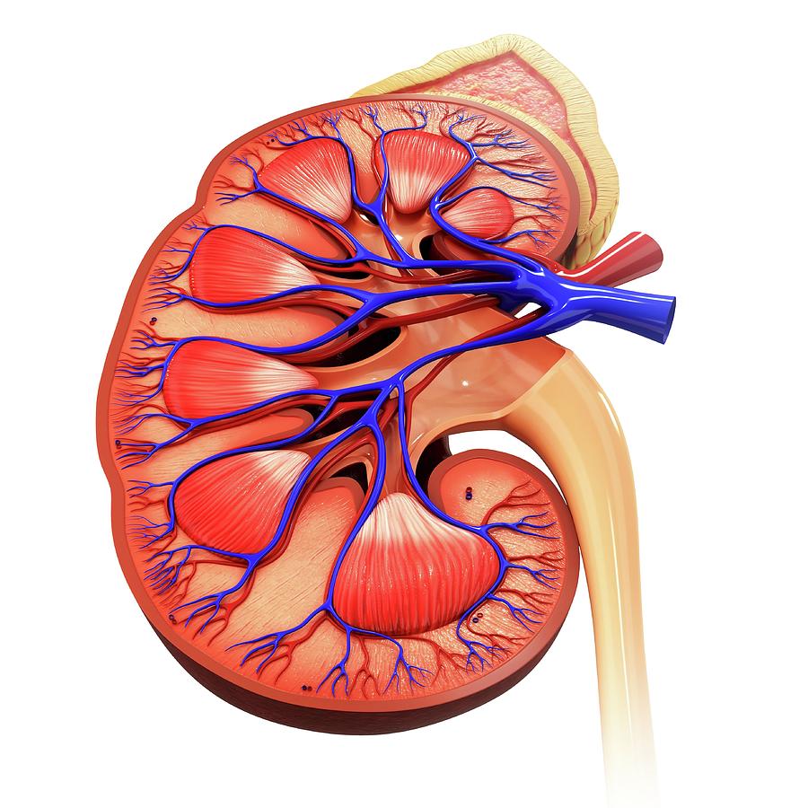 Human Kidney Photograph by Pixologicstudio - Pixels