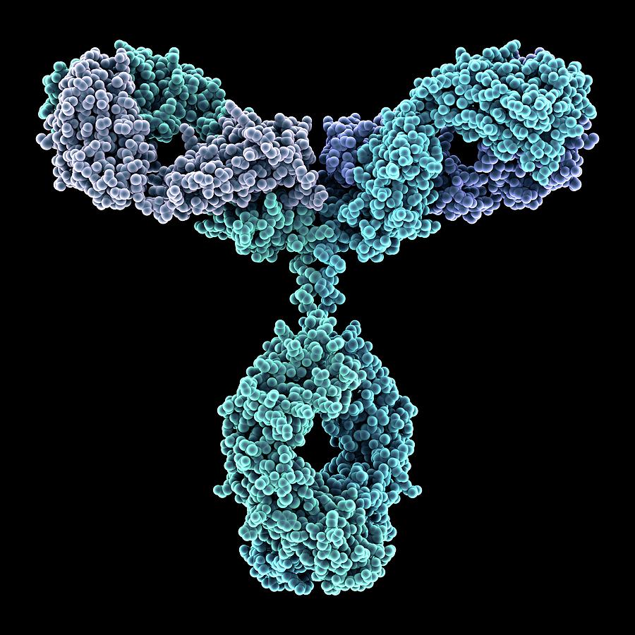 Immunoglobulin G Antibody Molecule #12 Photograph by Alfred Pasieka