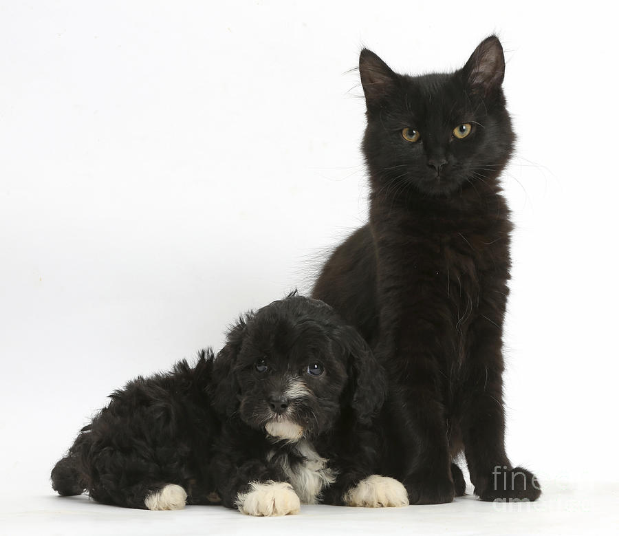 Kitten And Puppy #12 Photograph by Mark Taylor