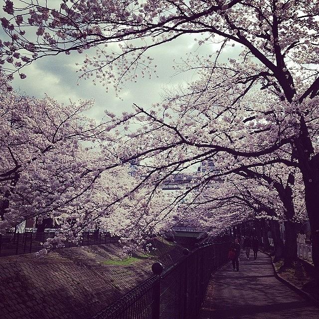 Landscape Photograph - #landscape Cherryblossoms #12 by Tokyo Sanpopo