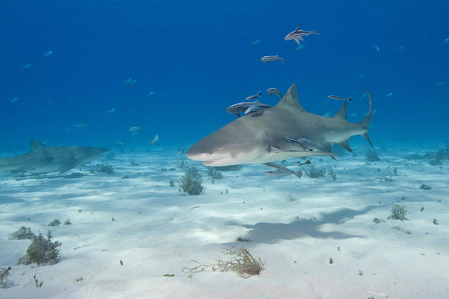 Lemon Shark With Remoras Photograph By Andrew J. Martinez - Fine Art 