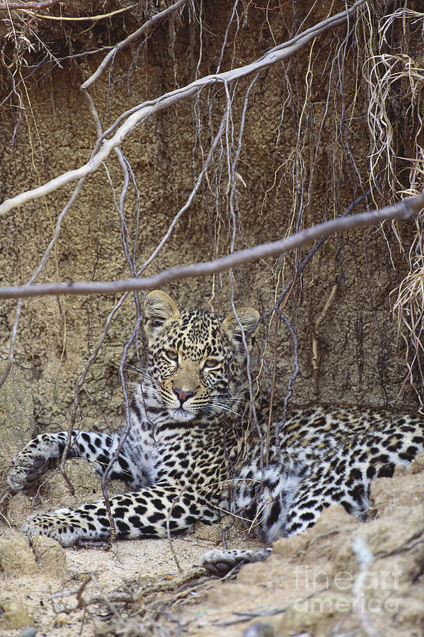 Leopard Photograph by Art Wolfe Fine Art America