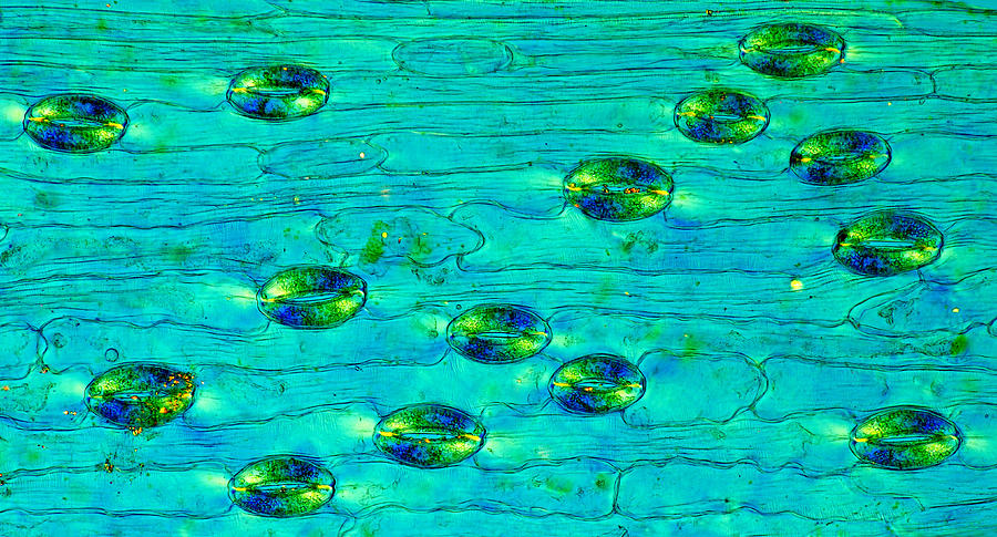 Lily Epidermis With Stomata, Lm #12 Photograph by Marek Mis