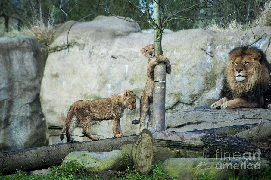 Portland Photograph - Lion Cubs #12 by M J