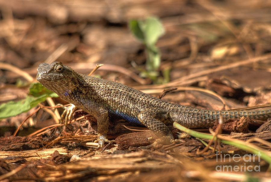 Lizard #12 Photograph by Marc Bittan