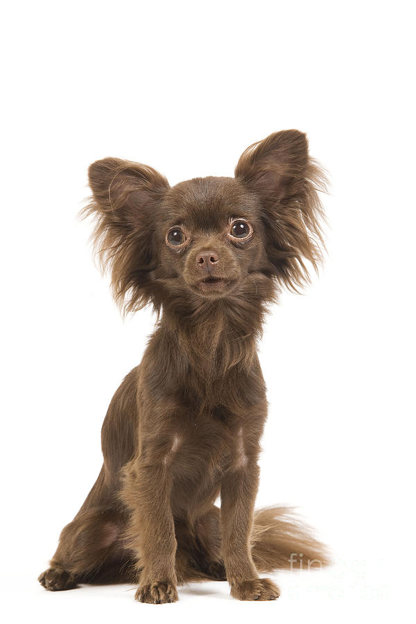 Long-haired Chihuahua #12 Photograph by Jean-Michel Labat