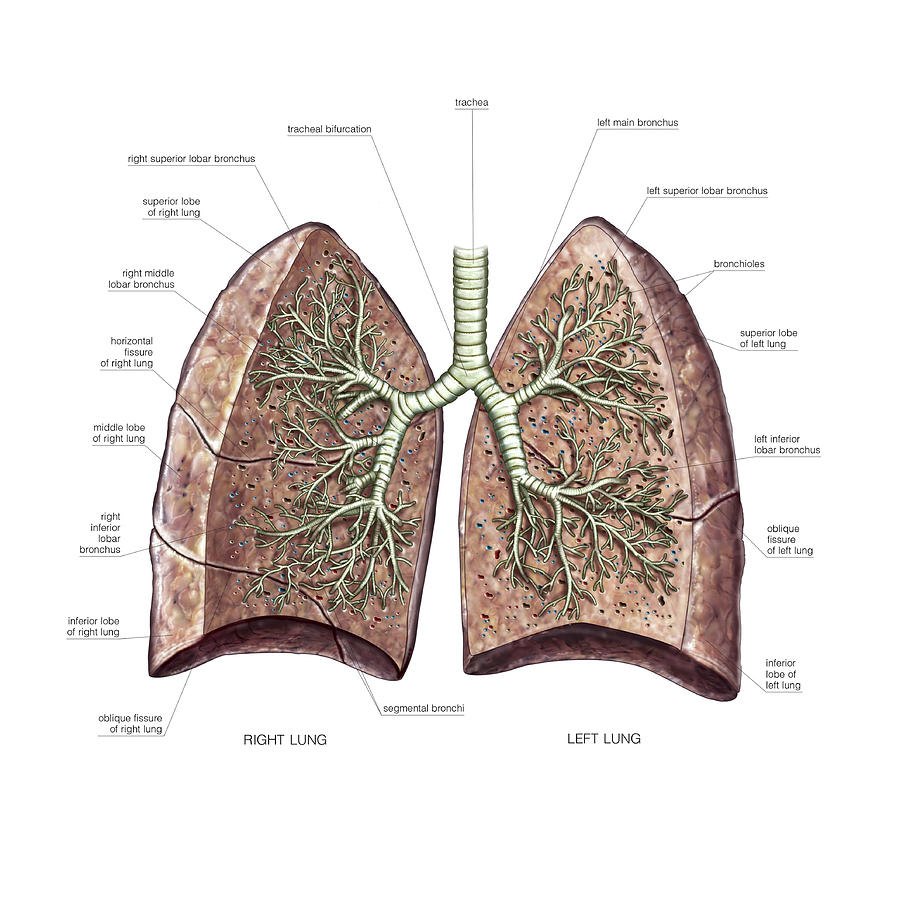 Lungs Photograph by Asklepios Medical Atlas - Fine Art America
