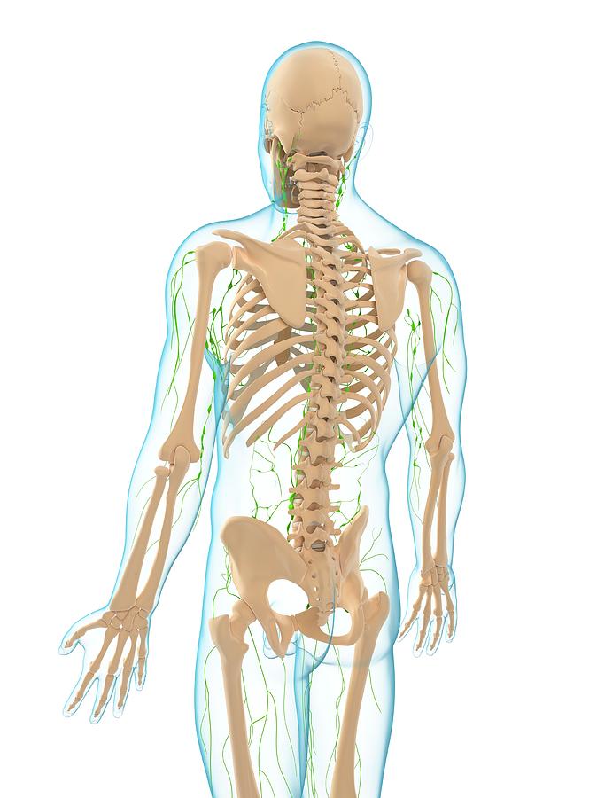 Lymphatic System Photograph by Sciepro/science Photo Library | Fine Art ...