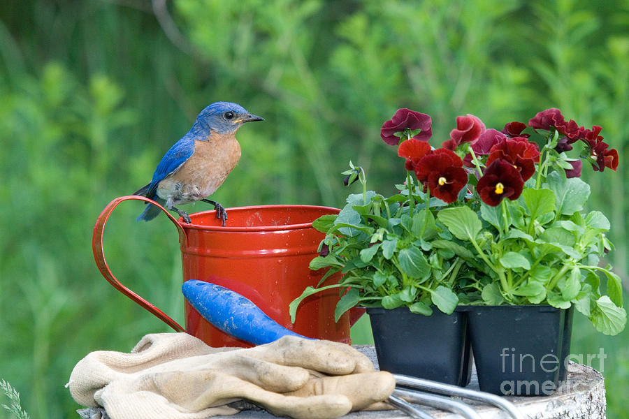 Bluebird Photograph - Male Eastern Bluebird #12 by Linda Freshwaters Arndt