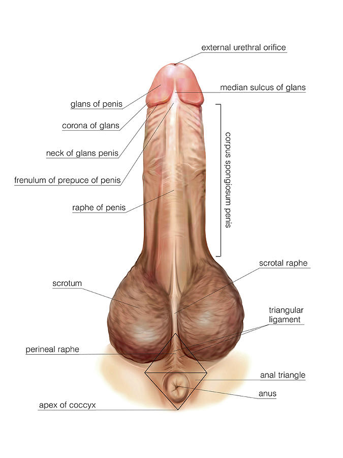 Male Genital System #12 Photograph by Asklepios Medical Atlas